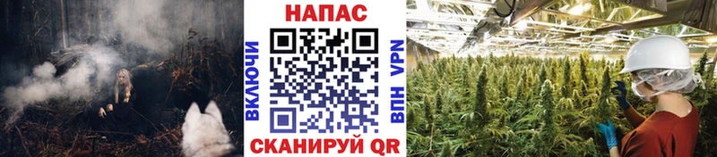 Конопля планчик  Белая Холуница 